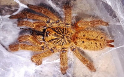 PTERINOCHILUS MURINUS RCF TARANTULA / ORANGE BABOON TARANTULA / OBT - SLING